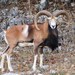 European Mouflon - Photo (c) Tripp Davenport, all rights reserved