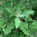 Common Lambsquarters - Photo (c) Max Cavitch, all rights reserved, uploaded by Max Cavitch