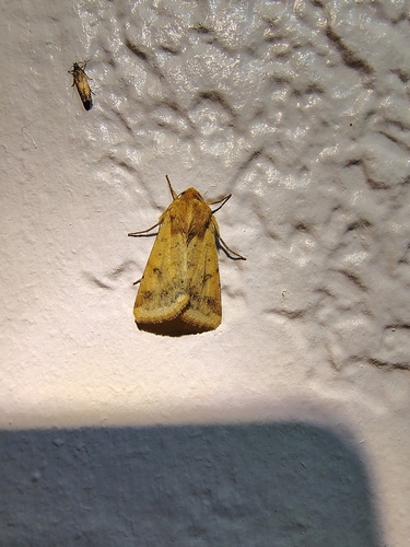 Corn Earworm Moth