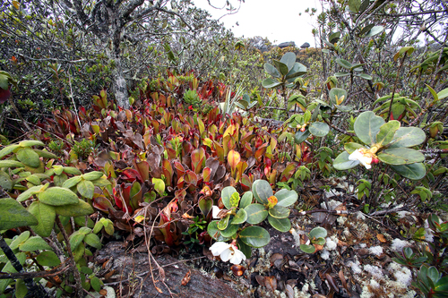 Chimantá Massif marsh pitcher (Heliamphora chimantensis)