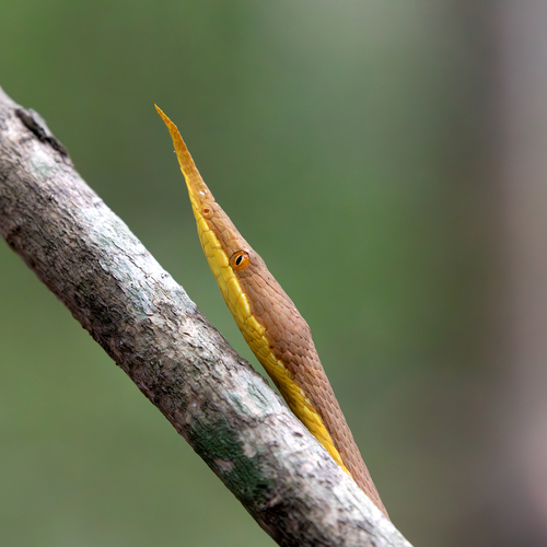 Madagascar Leaf-nosed Snake