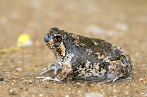 Brown Rain Frog
