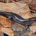 Mabee's Salamander - Photo (c) Jake Scott, all rights reserved, uploaded by Jake Scott