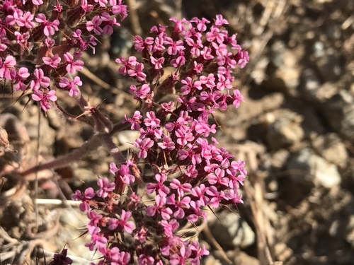 Chorizanthe biloba var. immemora