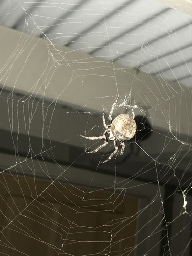 iNaturalist observation photo of Angulate and Roundshouldered Orbweavers