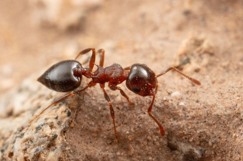 Crematogaster depilis