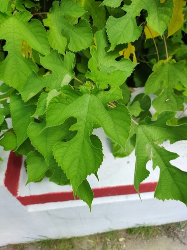 Paper mulberry