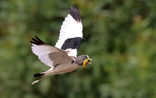 White-crowned Lapwing