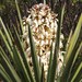 Yucca treculeana - Photo (c) Tripp Davenport, όλα τα δικαιώματα διατηρούνται