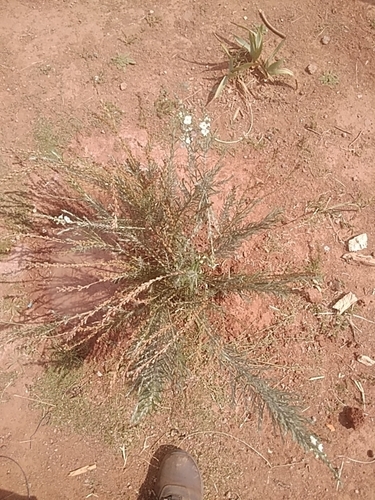 Common Otterbush