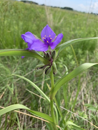 Western Spiderwort