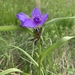 Western Spiderwort - Photo (c) mlakey, all rights reserved, uploaded by mlakey