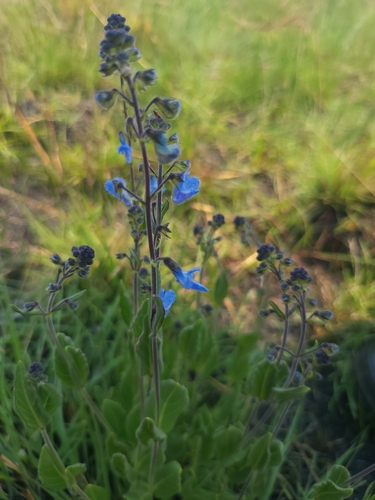 Kundelunguan Hullwort (Coleus kundelunguensis)