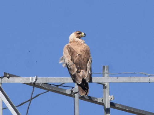 Tawny Eagle