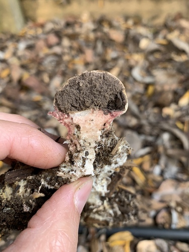 Leopard Earthball