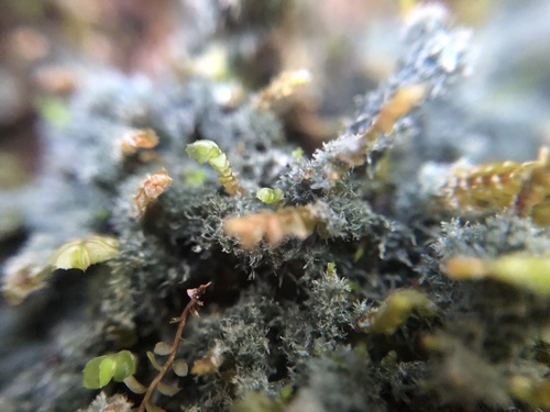 Dictyonema coppinsii