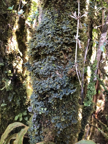 Dictyonema coppinsii