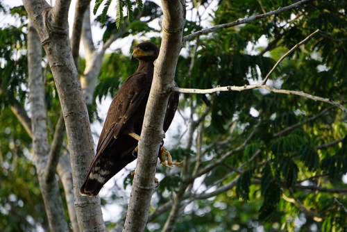 Cuban Black Hawk