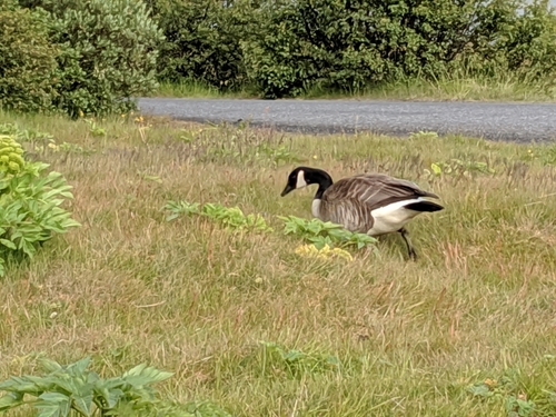 bernikla veľká (Branta canadensis)