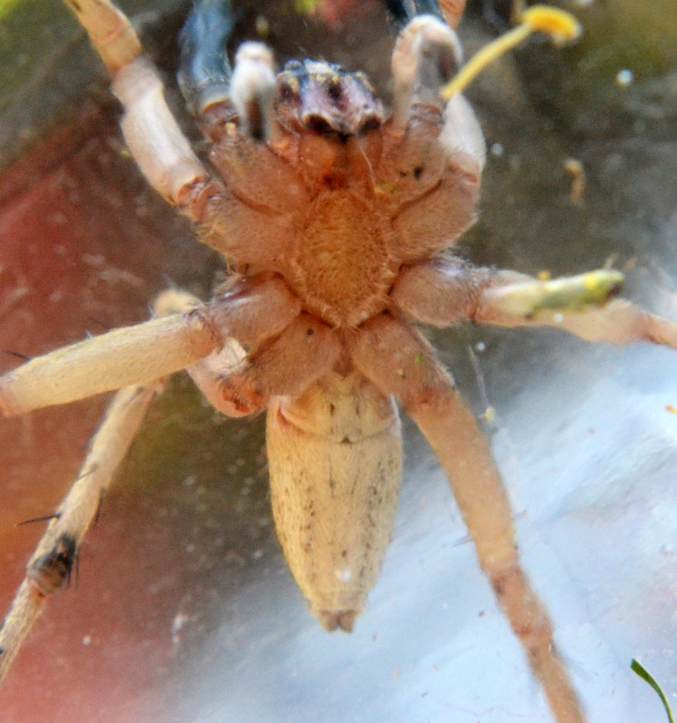 Rabid Wolf Spider (Rabidosa rabida) · iNaturalist