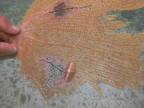 Flamingo Tongue Snail