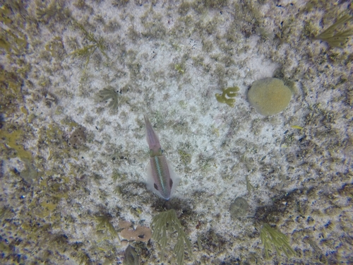 Caribbean Reef Squid