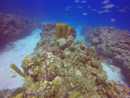 Yellow Tube Sponge