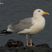 Mongolian Gull - Photo (c) Kim, Hyun-tae, all rights reserved, uploaded by Kim, Hyun-tae