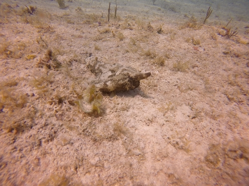 Brazilian Batfish