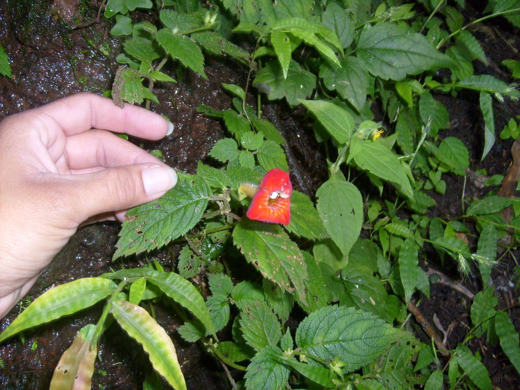 Achimenes antirrhina from Malinalco, Méx., México on August 8, 2008 at ...