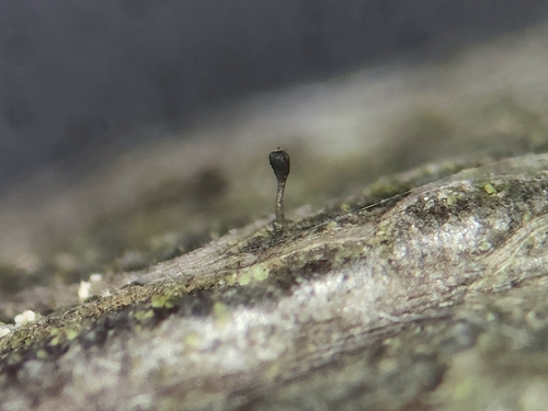 Phaeocalicium compressulum