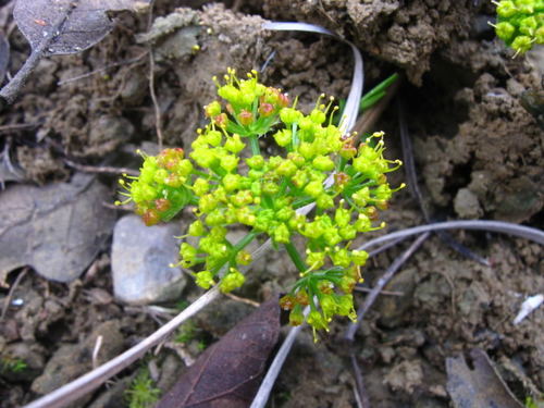 Lomatium foeniculaceum ssp. daucifolium