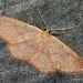 Idaea eugeniata - Photo (c) Luis Lopes Silva, all rights reserved, uploaded by Luis Lopes Silva