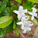 Rhododendron viscosum - Photo (c) jstippick, όλα τα δικαιώματα διατηρούνται
