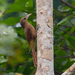 Cinnamon-throated Woodcreeper (Devillei) - Photo (c) Gustavo Dallaqua, all rights reserved, uploaded by Gustavo Dallaqua