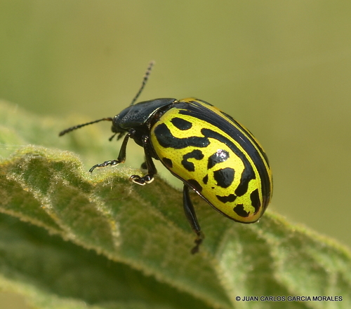 Calligrapha mexicana