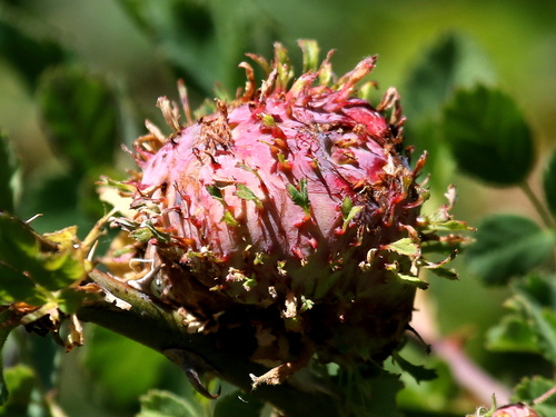 How to identify Diplolepis californica
