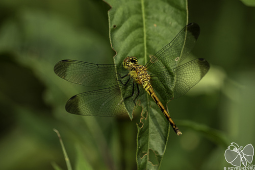Four-tipped Darter