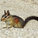 California Chipmunk - Photo (c) Henry Fabian, all rights reserved, uploaded by Henry Fabian