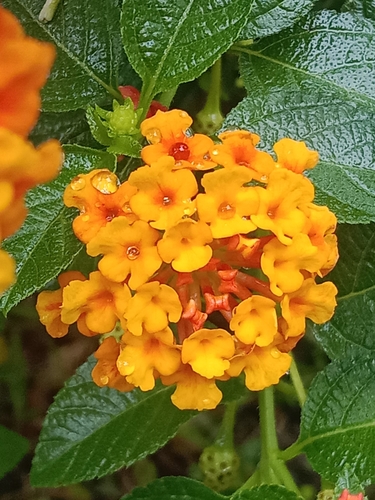 common lantana