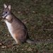 Parma Wallaby - Photo (c) Matthijs Hollanders, all rights reserved, uploaded by Matthijs Hollanders
