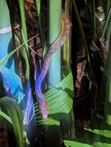 Brown Tree Snake sighting