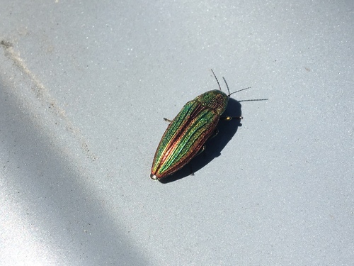 iNaturalist observation photo of Golden Buprestid Beetle