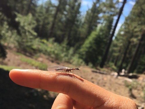 iNaturalist observation photo of Common Snakeflies