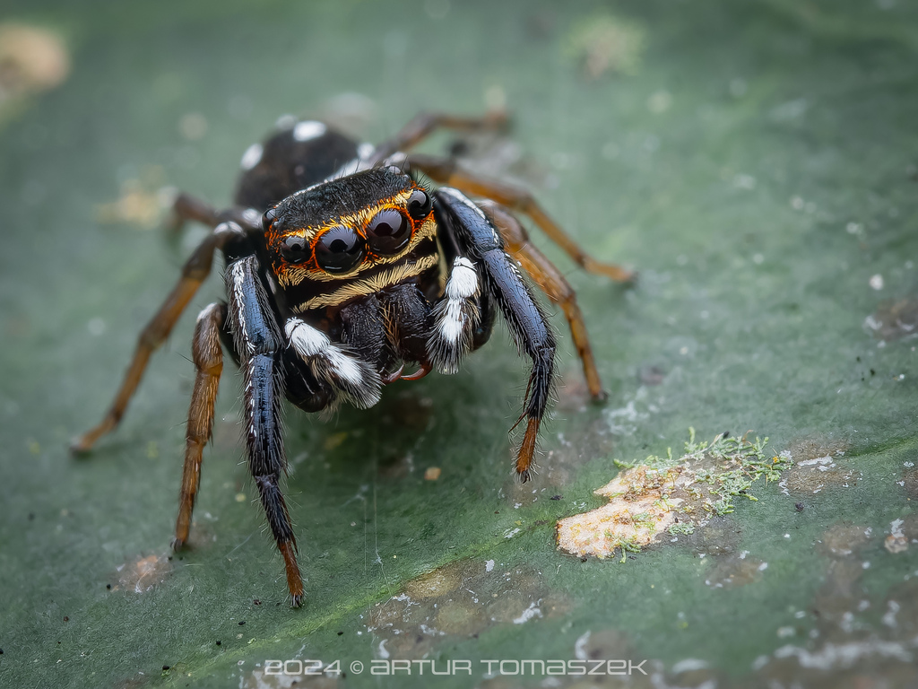 Chinattus in September 2024 by Artur Tomaszek · iNaturalist