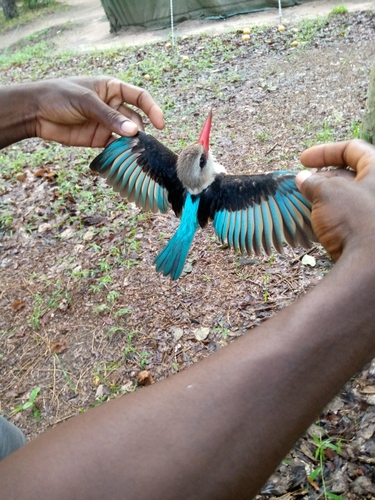 Brown-hooded Kingfisher
