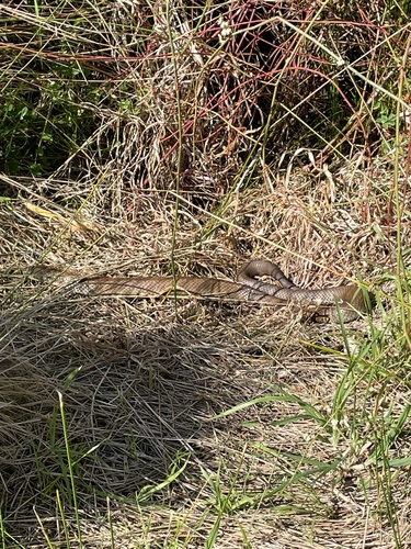 Tiger Snake sighting