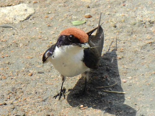 Wire-tailed Swallow