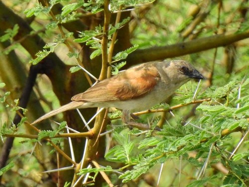 Northern Grey-headed Sparrow