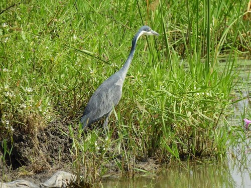 Black-headed Heron